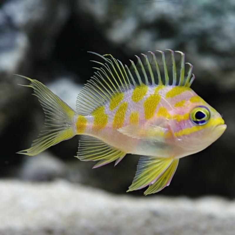 Blotched Anthias (borbonius)