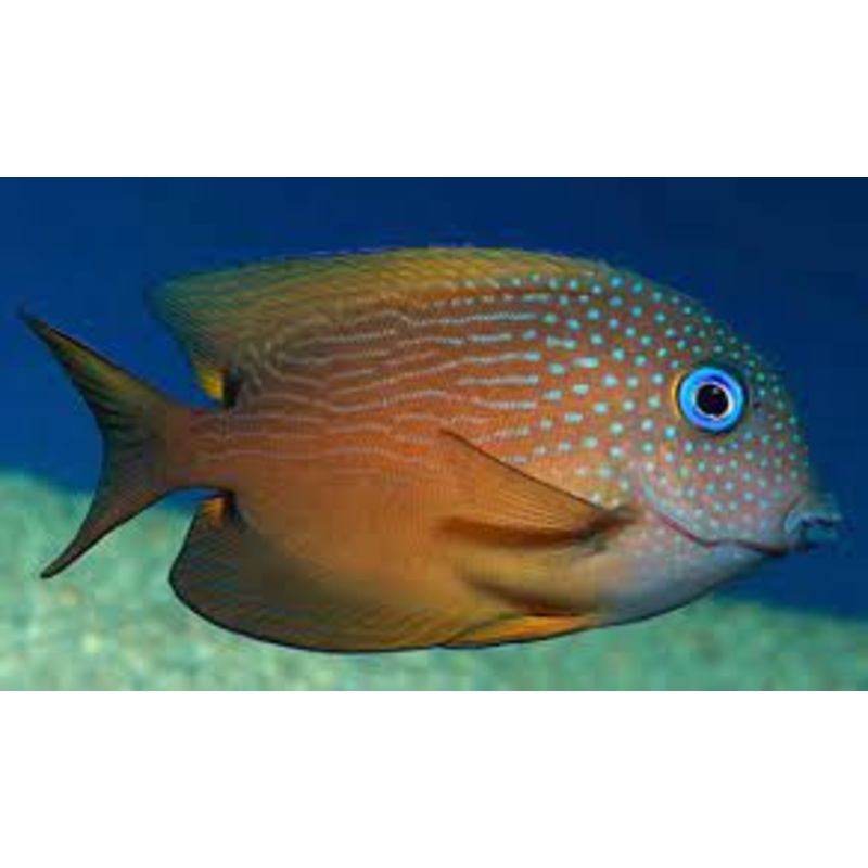 Blue Eye Kole Tang