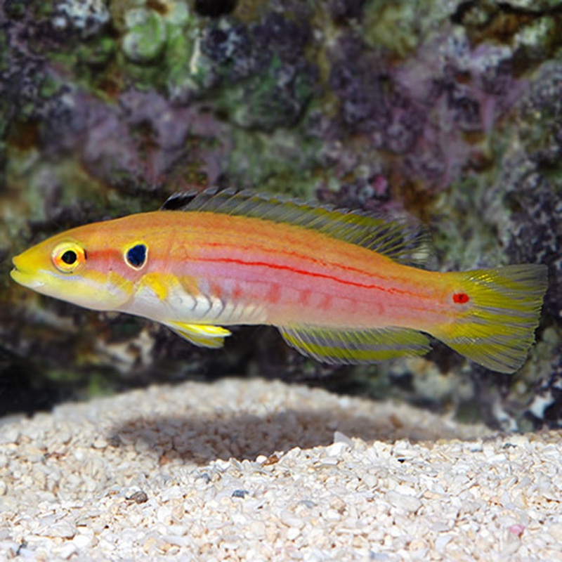 Candy Hogfish