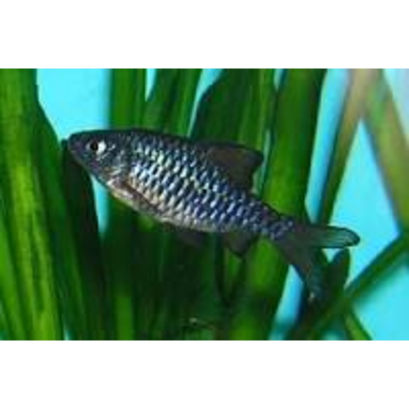 Checker Barb