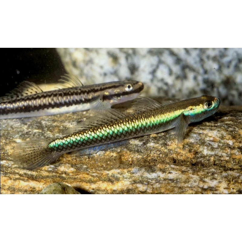 Cobalt Blue Goby