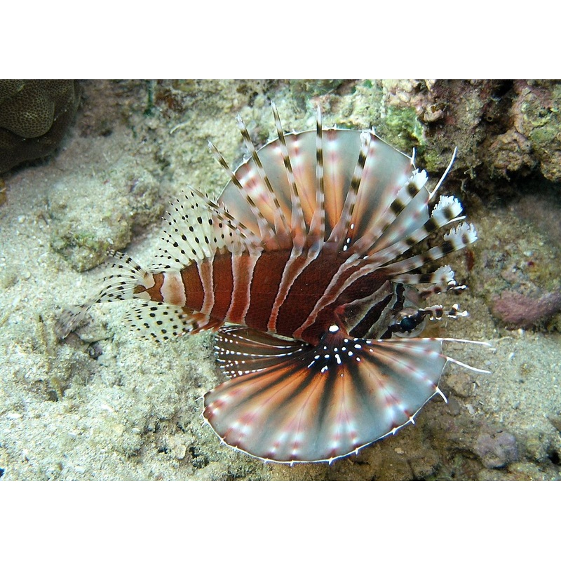 Dwarf / Zebra Lionfish
