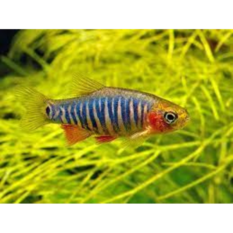 Emerald Dwarf Rasbora