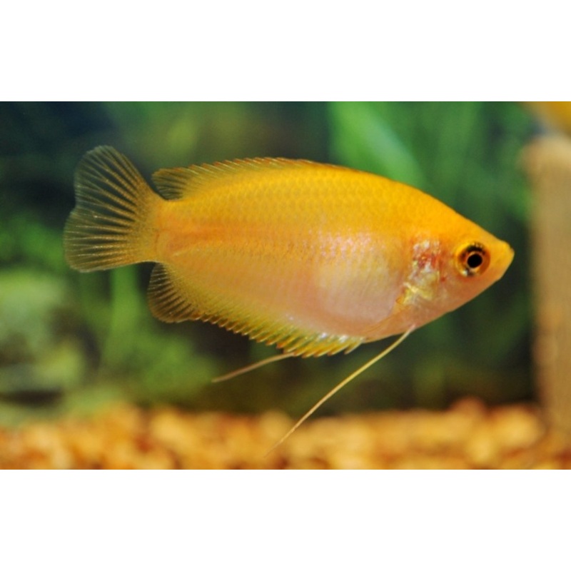 Golden Honey Dwarf Gourami