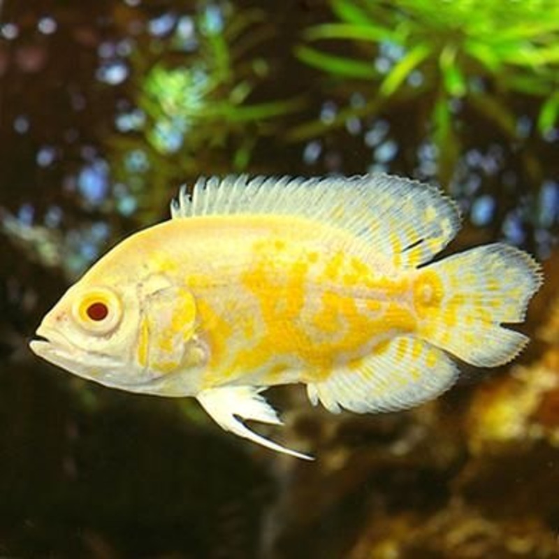 Lemon Oscar