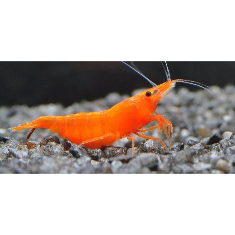 Orange Cherry Shrimp