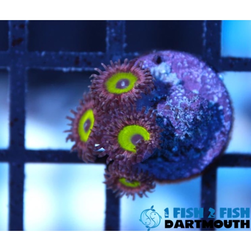 Pink Hippo Zoa Frag (227)
