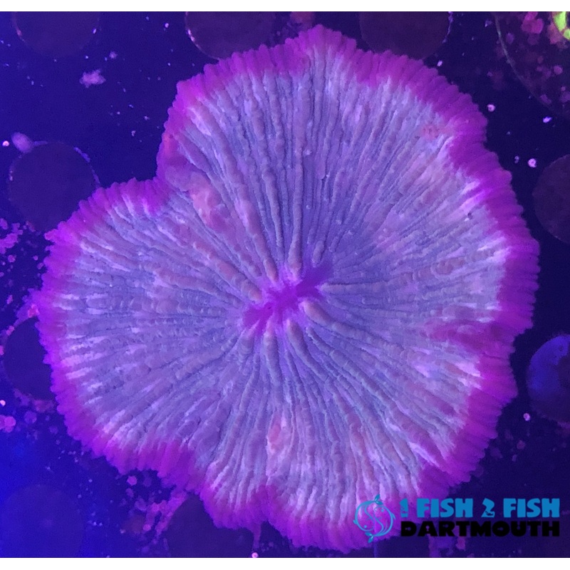 Plate Coral (303)