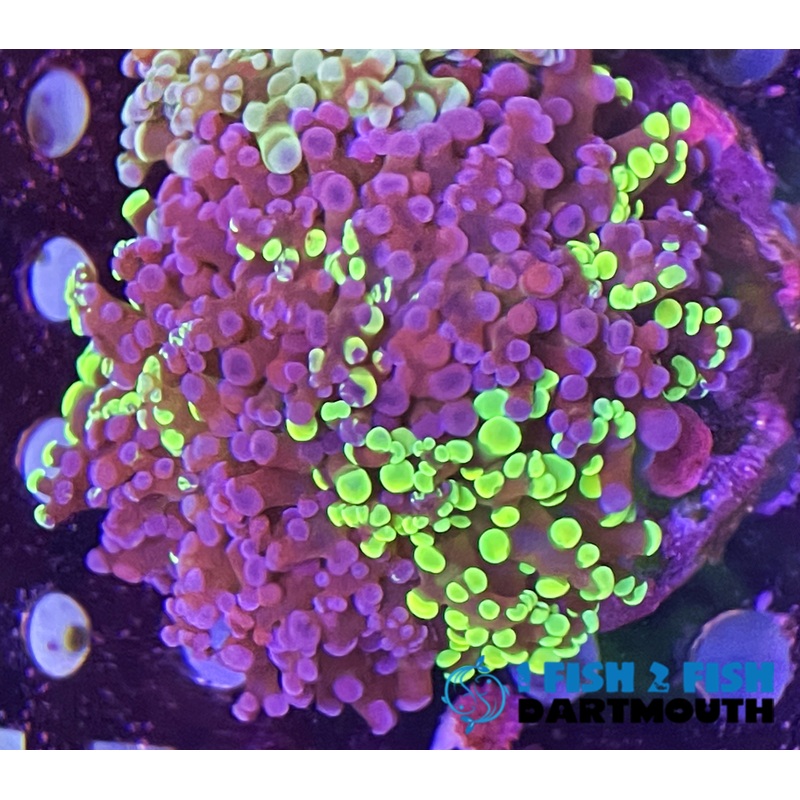 Purple/ Green Blotchy Frammer Frag (205)