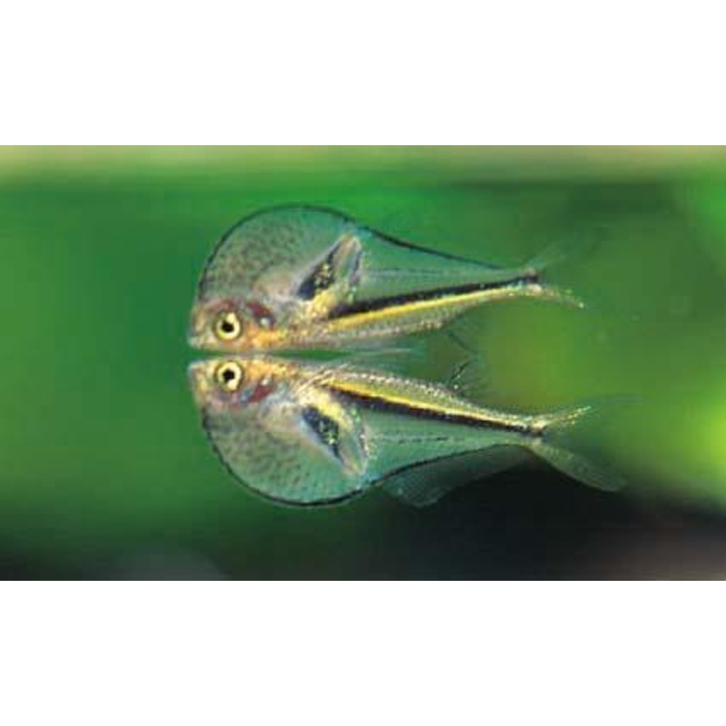 Pygmy Hatchetfish