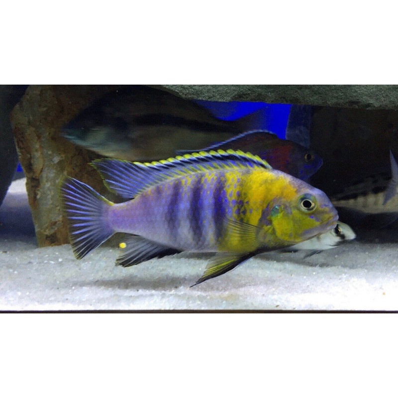 Red Cheek Tropheops