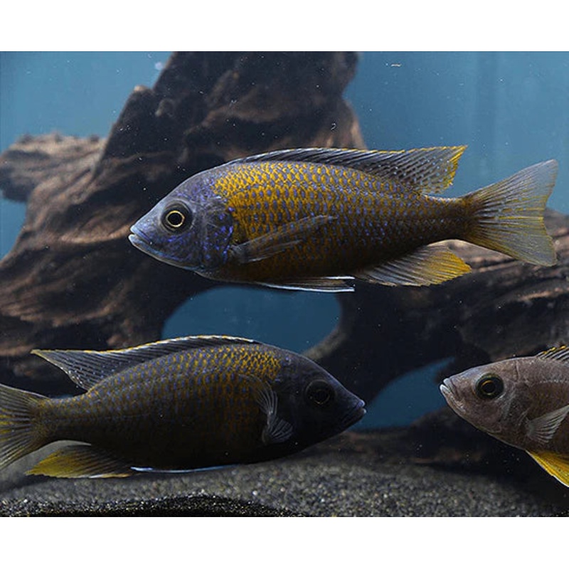 Red Fin Borleyi