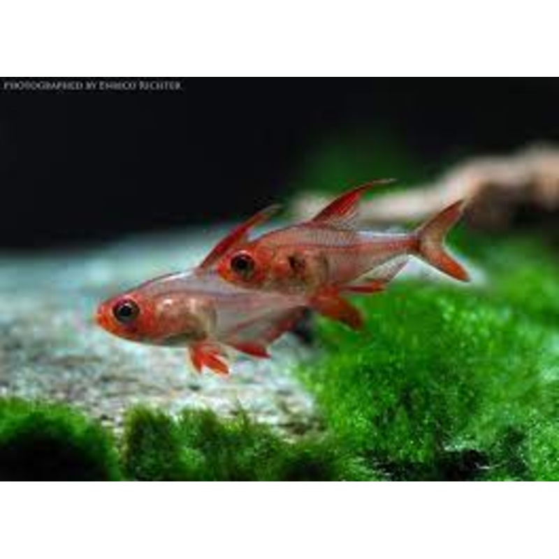 Red Phantom Tetra