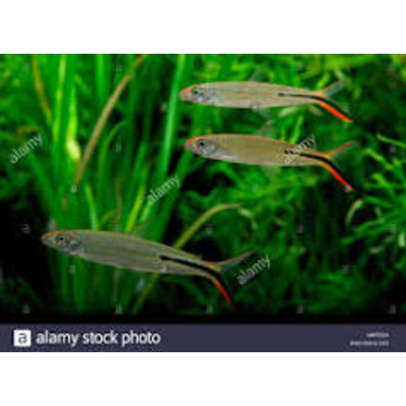 Red Tailed Hemiodus
