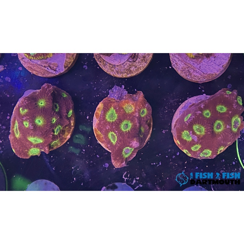 Spicy Lemon Favia (111)