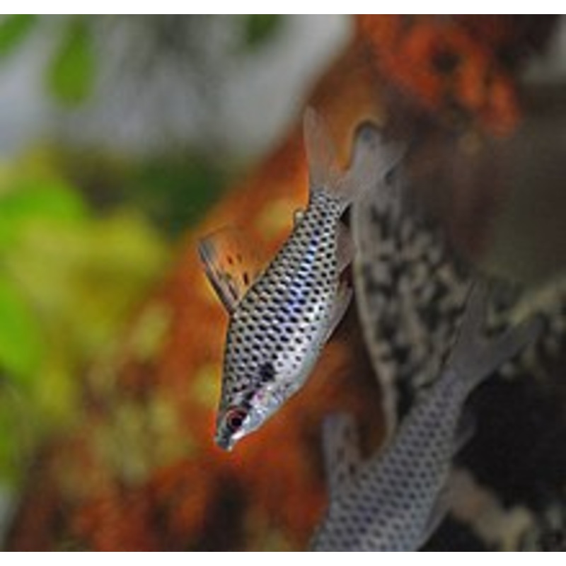 Spotted Headstander - (chilodus punctatus)