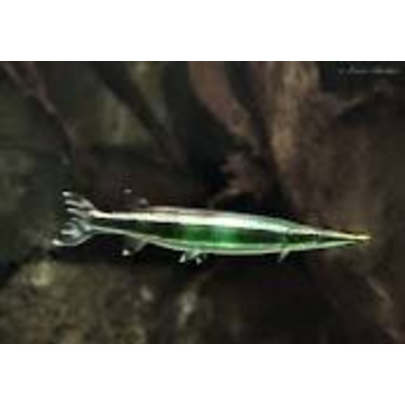 Striped Pike 'Characin' (baracuda)