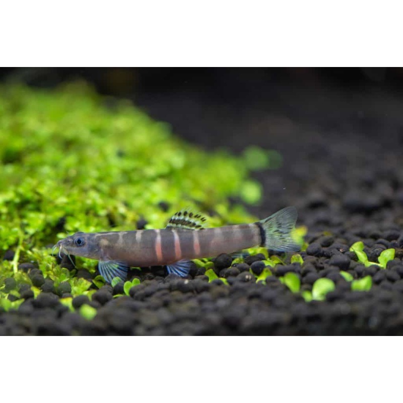 Sumo Loach