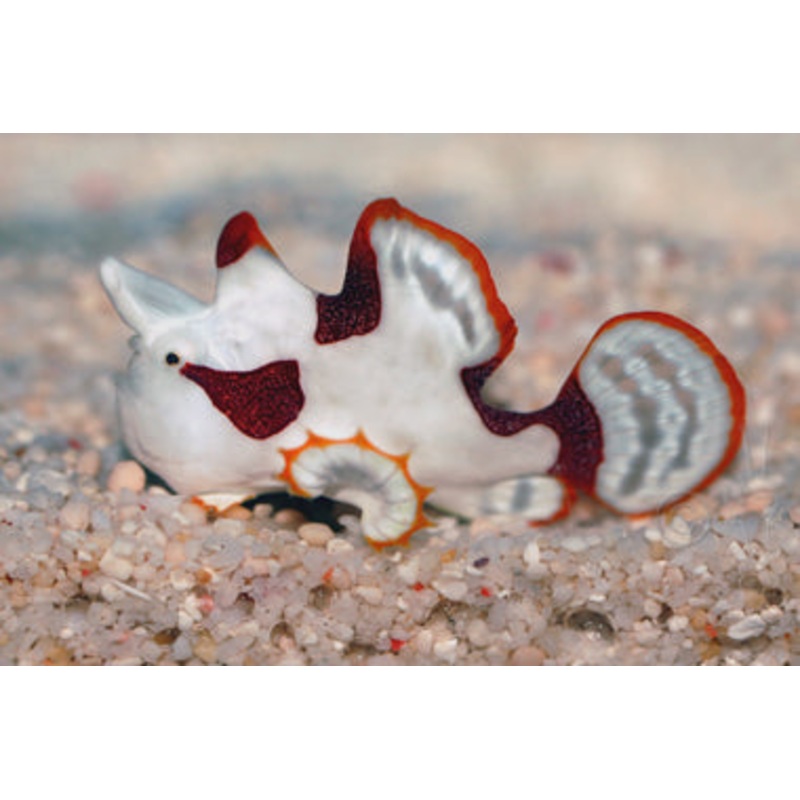White Wartskin Angler (frogfish)