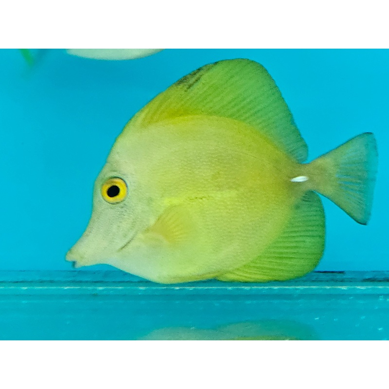 Yellow Scopas Hybrid