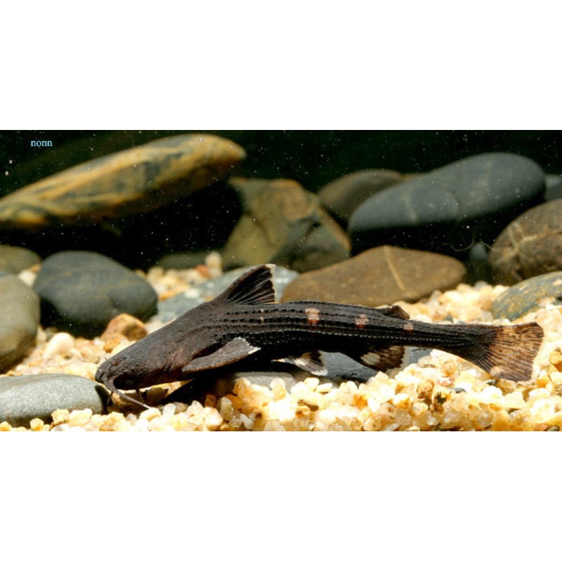 Banjo Catfish "Bunocephalus coracoideus"