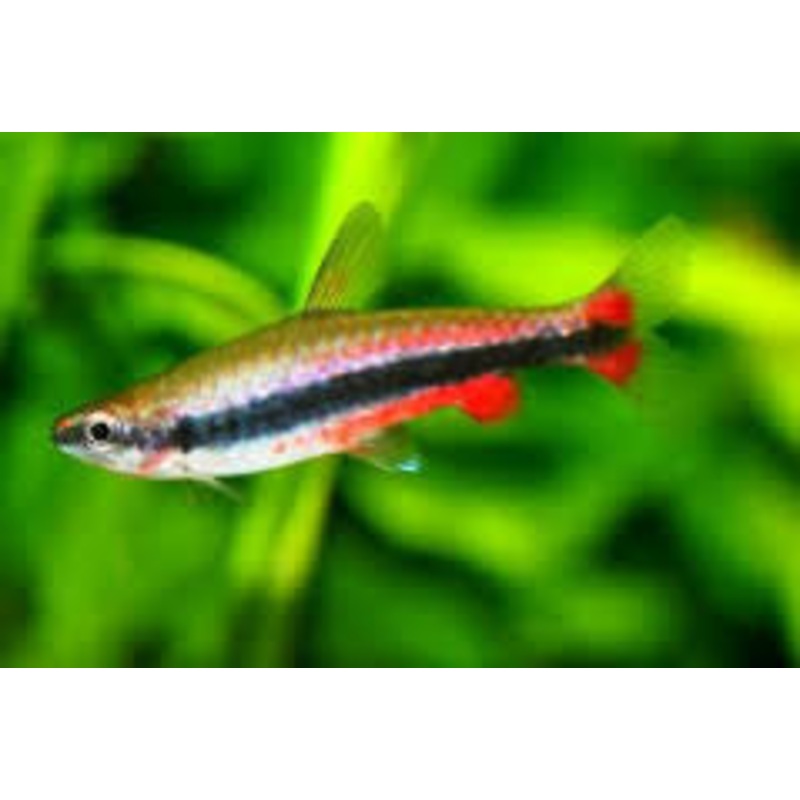 Beckford Pencil Fish "Nanostamus Beckfordi"