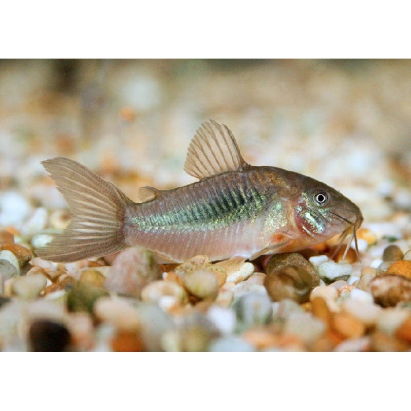 Bronze Corydora "Corydoras aeneus"