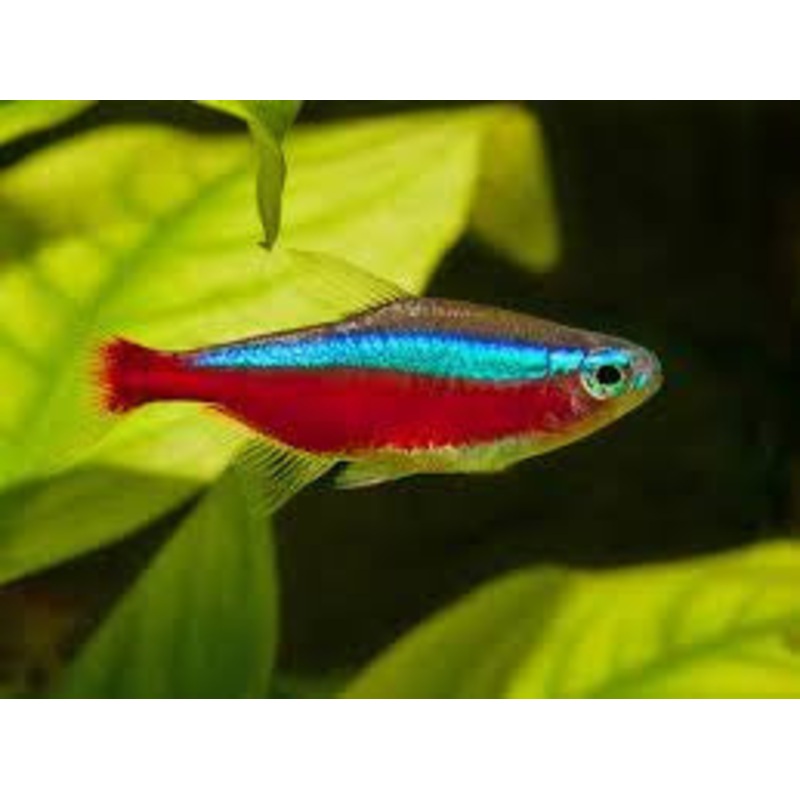 Cardinal Tetra "Paracheirodon axelordi"