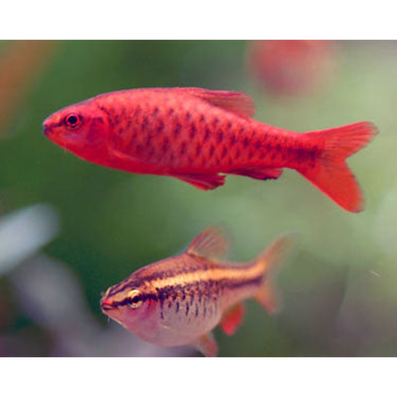Cherry Barb "Puntius titteya"
