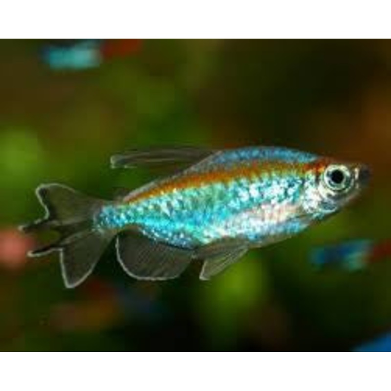 Congo Tetra - "Phenacogrammus interruptus"