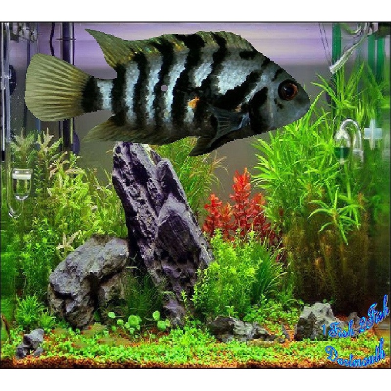 Convict Cichlid "Amatitlania nigrofasciata"