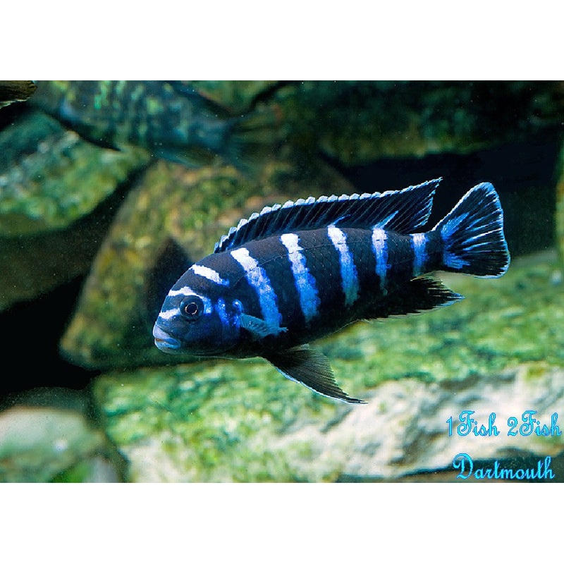 Demasoni Cichlid "Pseudotropheus demasoni"