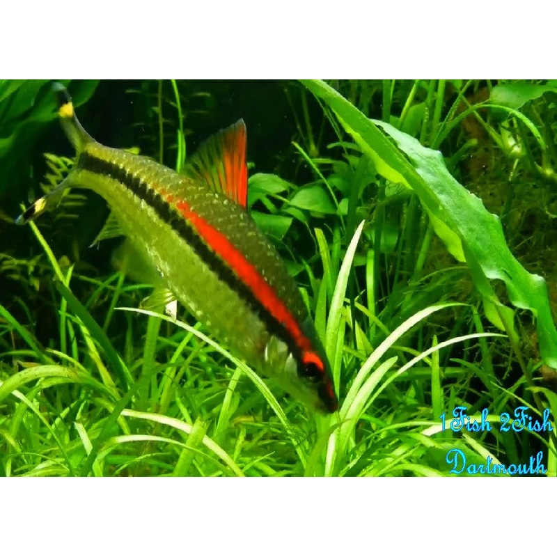 Denison Barb "Sahyadria denisonii"