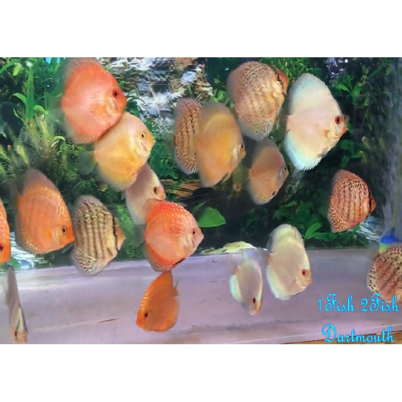 Discus "Symphysodon discus"