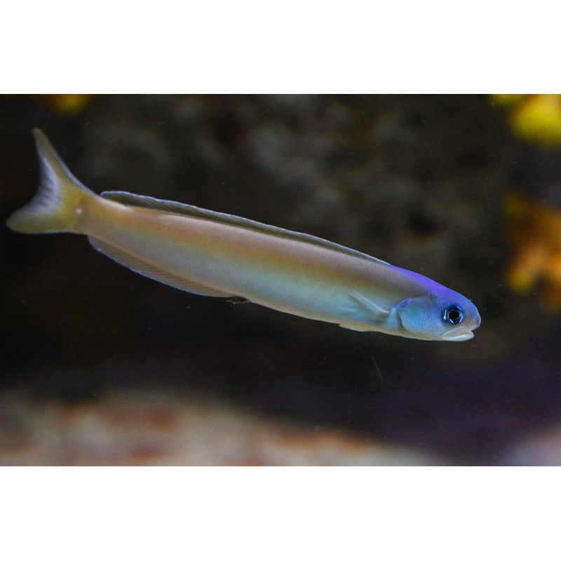 Dusky Tilefish