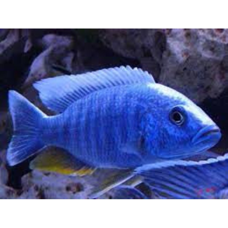 Electric Blue Ahli Cichlid - "Sciaenochromis ahli"