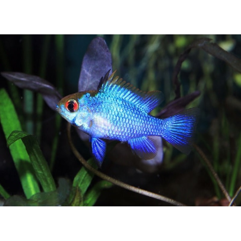 Electric Blue Ram "Mikrogeophagus ramirezi"