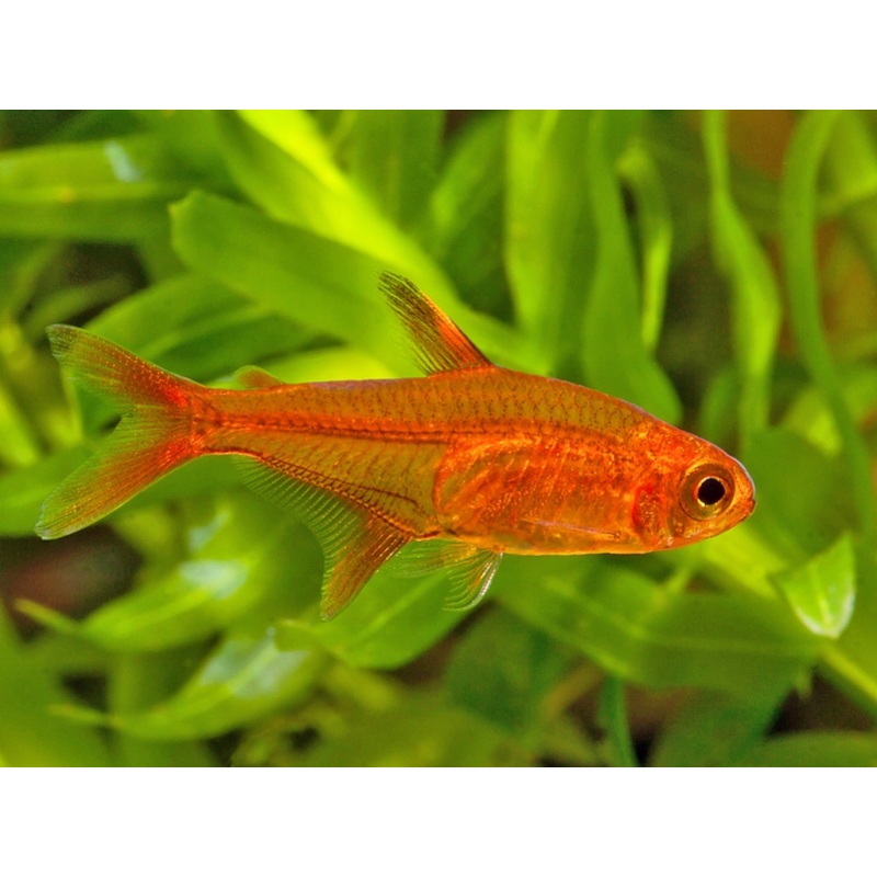 Ember Tetra "Hyphessobrycon amandae"