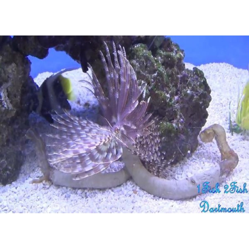 Feather Duster "Sabellatarte indica"