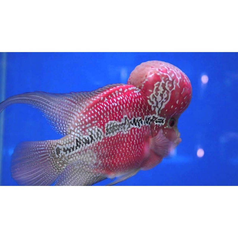 FH Red Dragon "Cichlasoma sp. "
