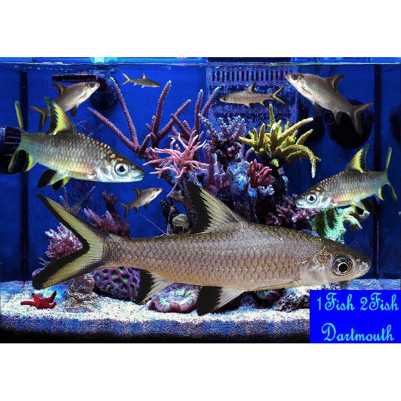 Freshwater Shark