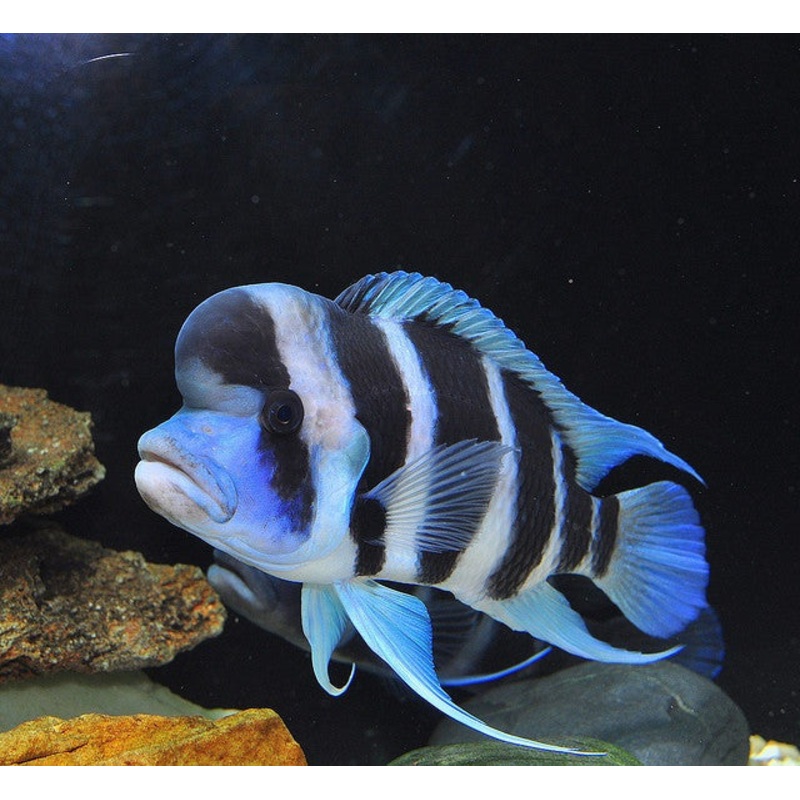 Frontosa Cichlid "Cyphotilapia frontosa"