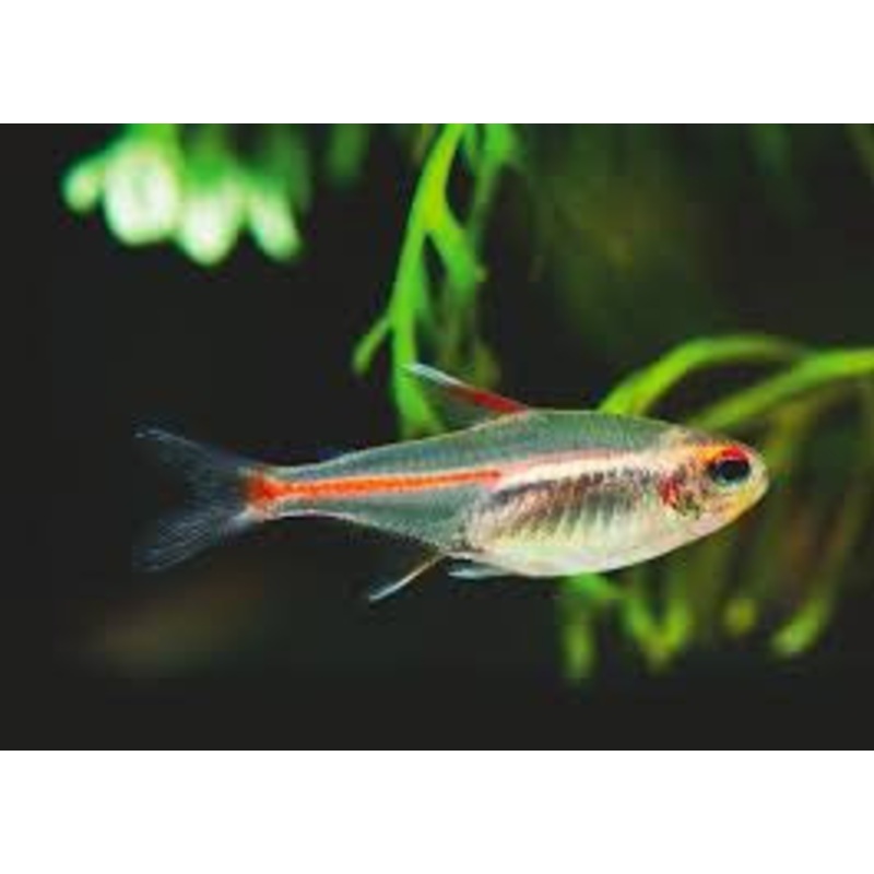 Glowlight Tetra "Hemigrammus erythrozonus"