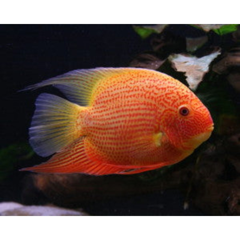 Gold & Red Spotted Severum "Heros severus"