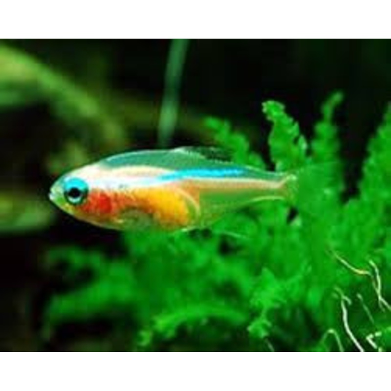 Gold Tetra "Hemigrammus rodwayi" - Wild Caught