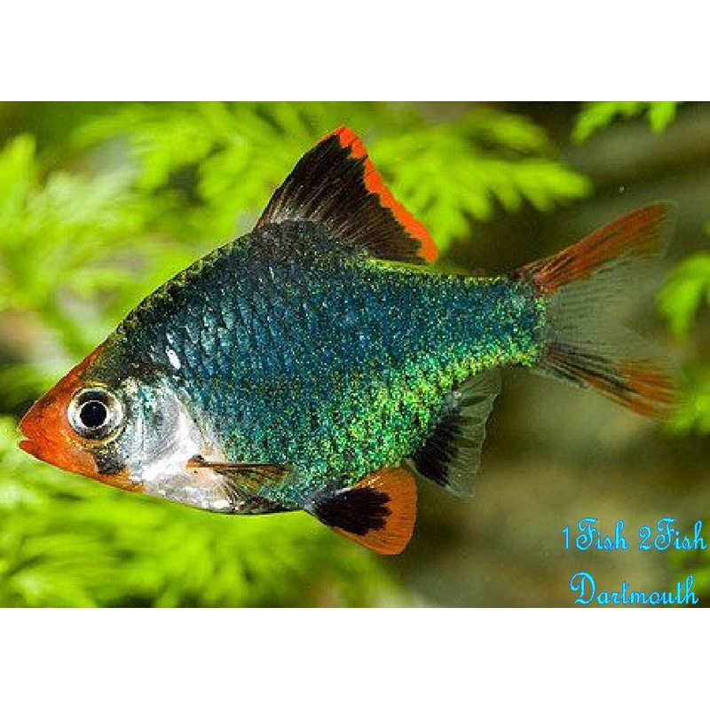 Green Tiger Barb "Puntius Tetrazona"