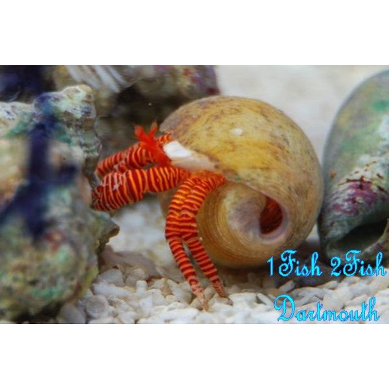 Halloween Hermit Crab "Ciliopagurus strigatus"