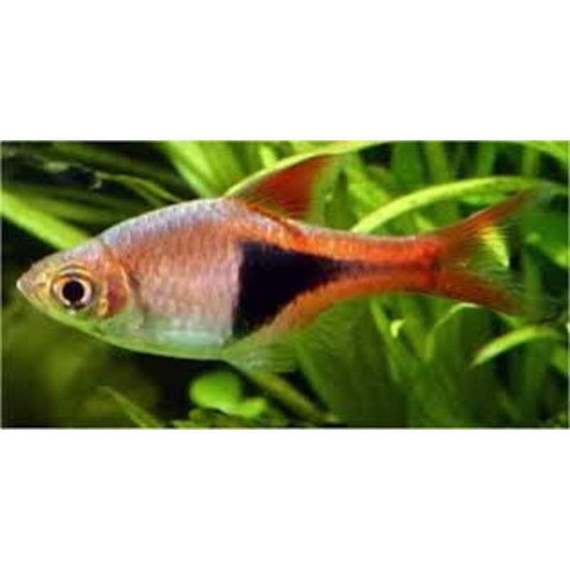 Harlequin Rasbora "Trigonostigma heteromorpha"