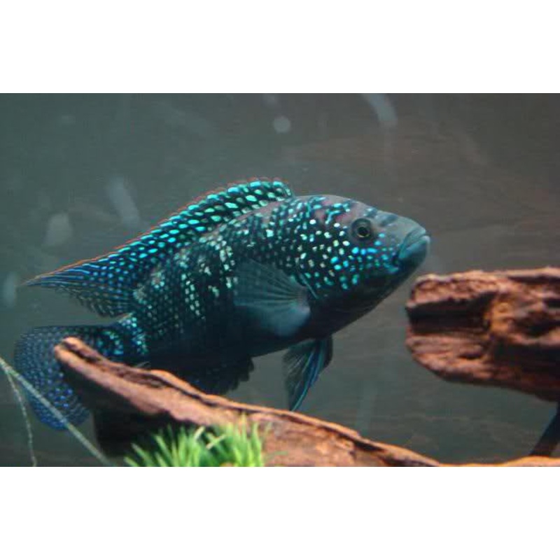 Jack Dempsey Cichlid "Rocio octofasciata"