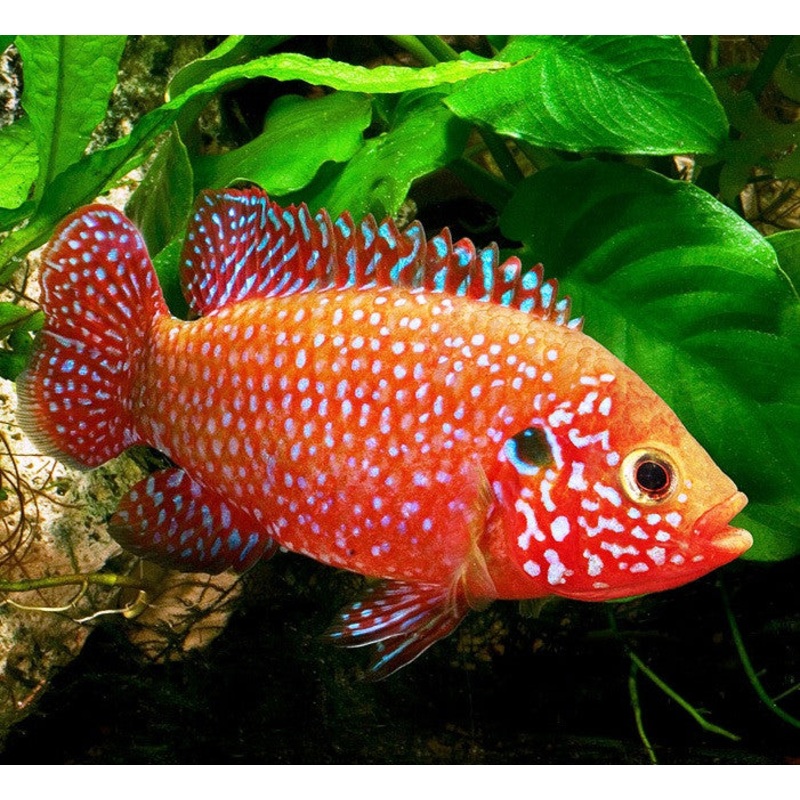 Jewel Cichlid - "Hemichromis bimaculatus"